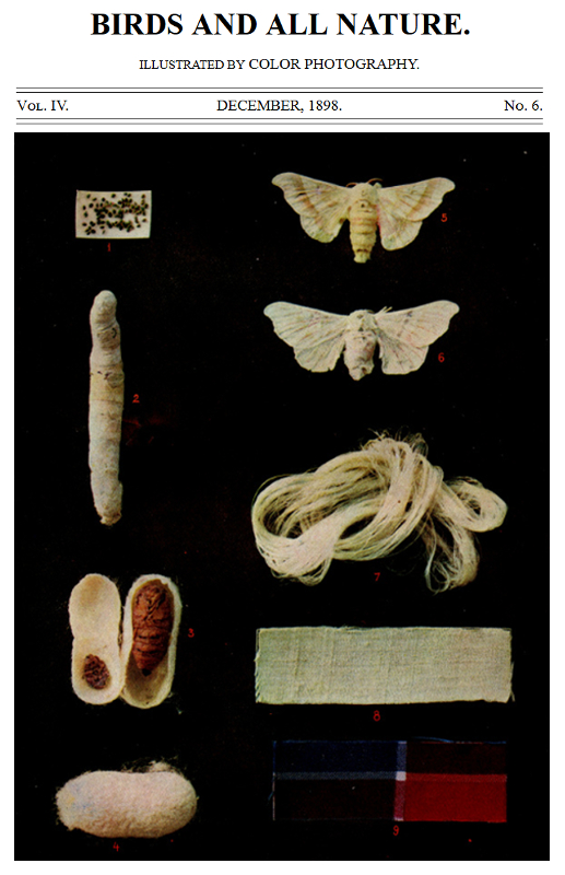 Birds and All Nature, Vol. 4, No. 6, December 189810;Illustrated by Color Photography