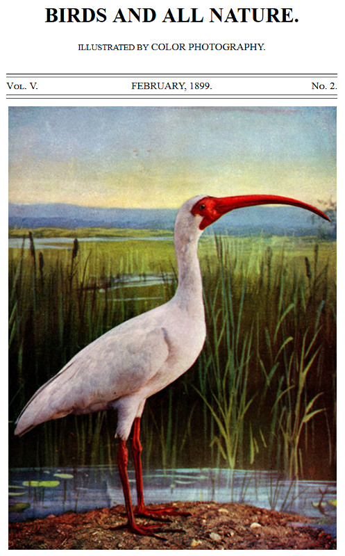 Birds and All Nature, Vol. 5, No. 2, February 189910;Illustrated by Color Photography
