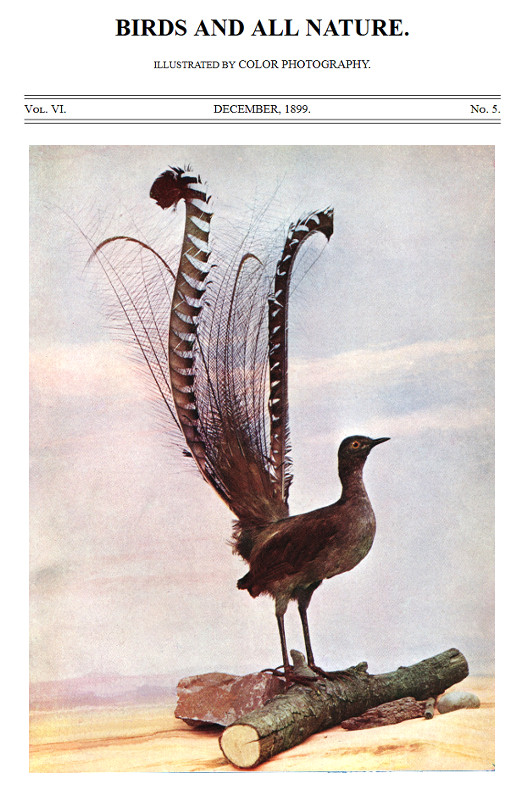Birds and All Nature, Vol. 6, No. 5, December 1899
Illustrated by Color Photography